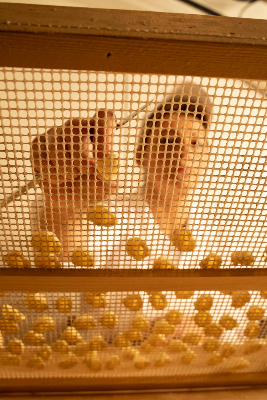 Ristorante Tre archi preparazione delle orecchiette pugliesi
